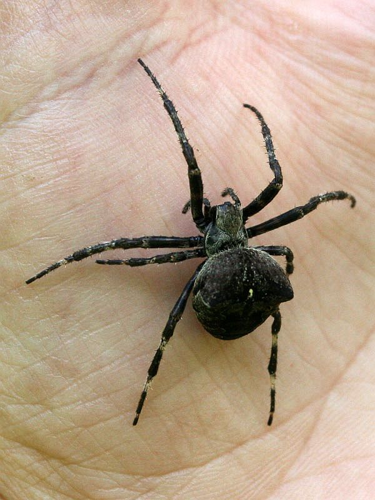 Araneus angulatus(ThKraft).jpg © Thomas Kraft (ThKraft)