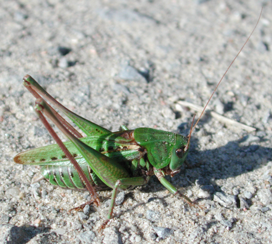 Decticus verrucivorus 9170.jpg © G.-U. Tolkiehn