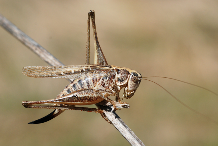 Platycleis affinis.jpg © Gilles San Martin