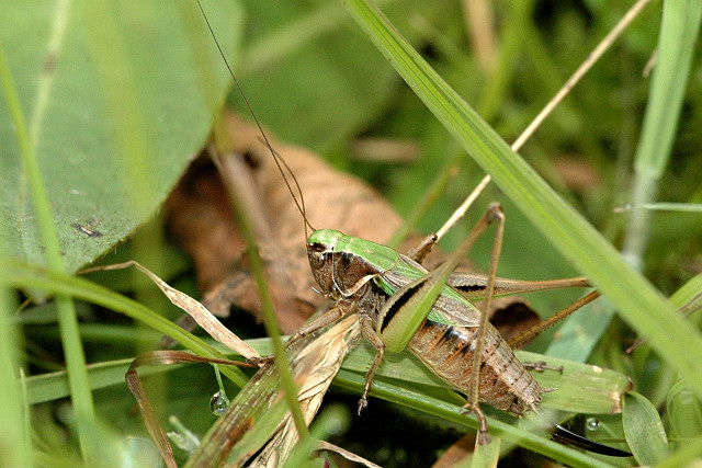 Metrioptera.brachyptera.female.jpg © James K. Lindsey