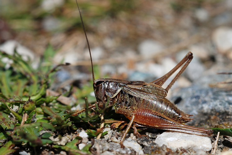 Metrioptera saussuriana.jpg © Gilles San Martin