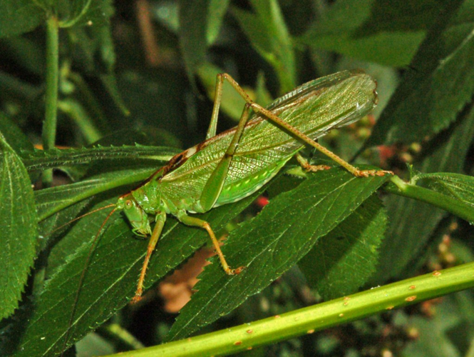Tettigoniidae - Tettigonia viridissima.JPG © Hectonichus