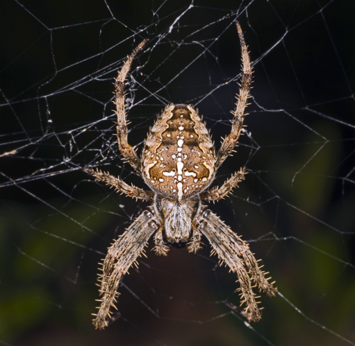 Araneus diadematus MHNT Femelle Fronton.jpg © Didier Descouens