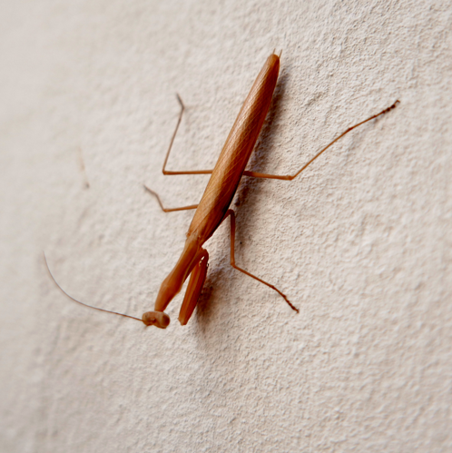 Mantis religiosa (Tsoutsouros).jpg © PawełMM