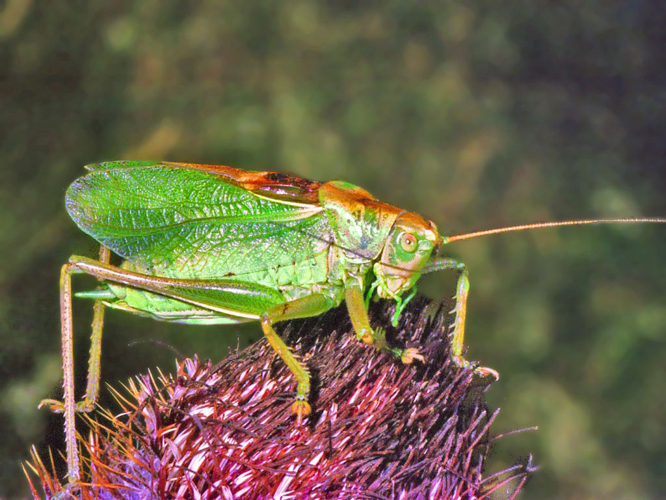 Tettigoniidae - Tettigonia cantans-3.jpg © Hectonichus