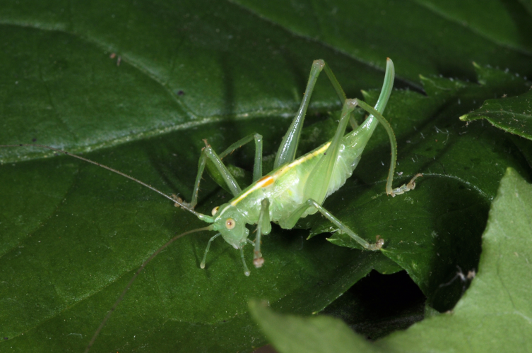 Mombach fg22.jpg © Fritz Geller-Grimm