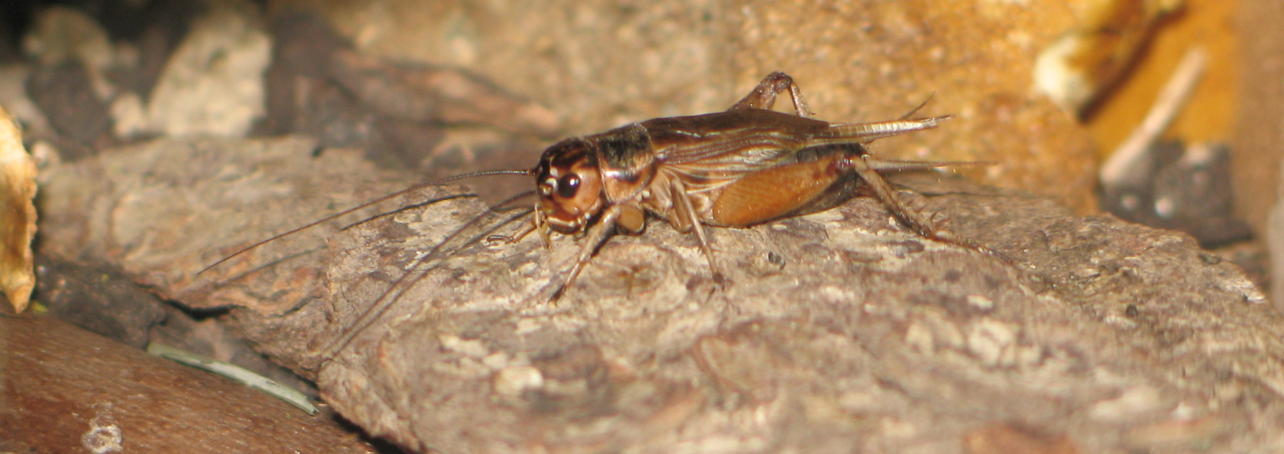 Acheta domestica male.png © Hexasoft