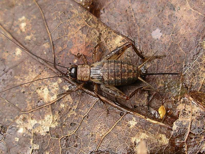 Boskrekel vrouw.jpg © Frank Stavenuiter