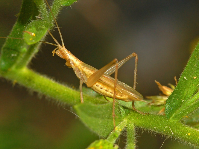 Oecanthidae - Oecanthus pellucens.JPG © Hectonichus