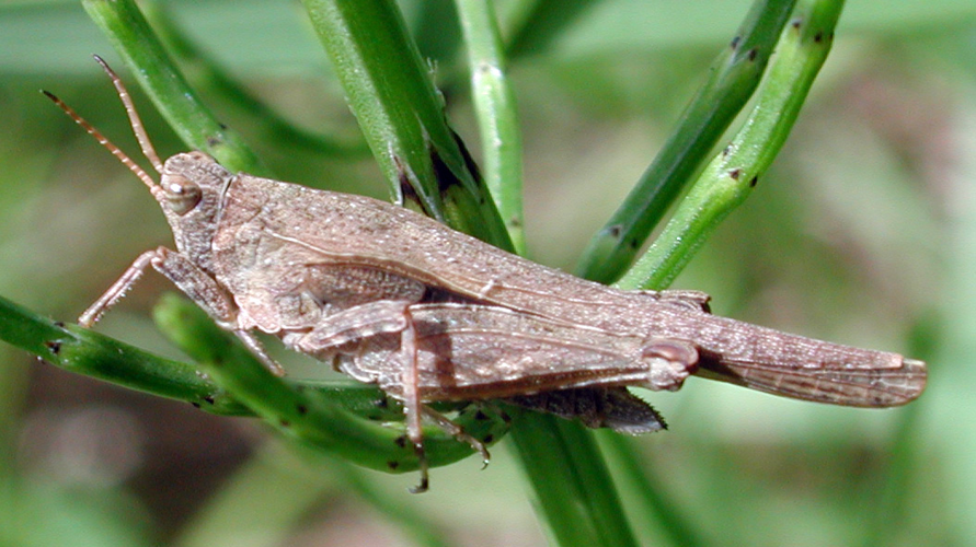 Tetrix subulata 7277.jpg © G.-U. Tolkiehn