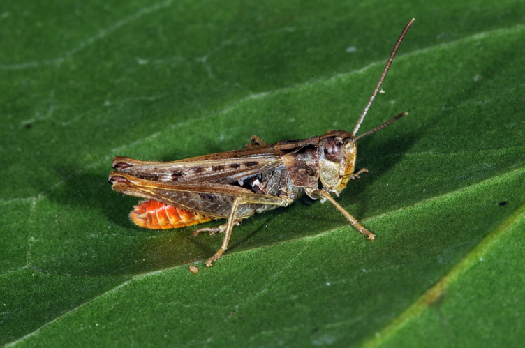 Mombach fg34.jpg © Fritz Geller-Grimm