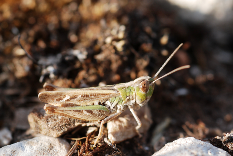Omocestus cfr petraeus male (5012987196).jpg © Gilles San Martin from Namur, Belgium
