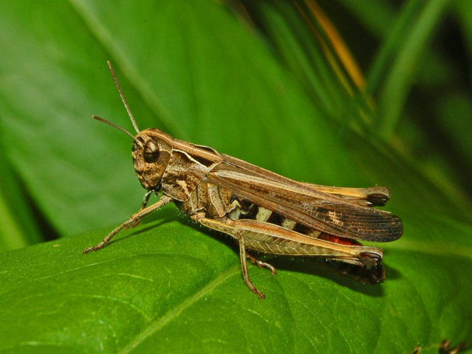 Acrididae - Omocestus rufipes.JPG © Hectonichus