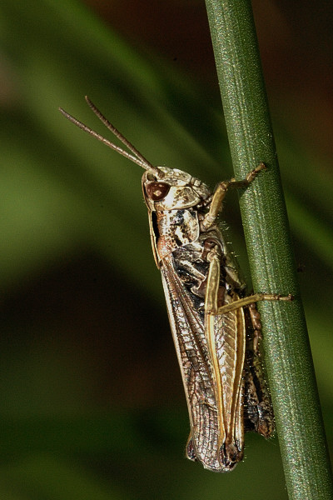 Omocestus.viridulus.male.jpg © James K. Lindsey