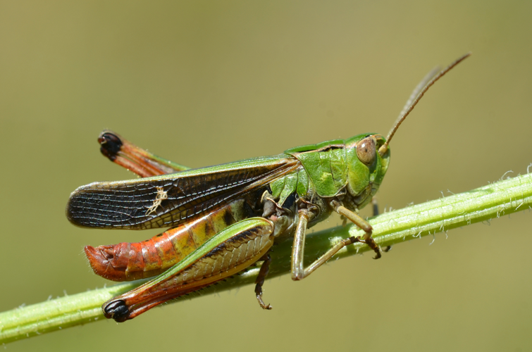 Stenobothrus lineatus male (14848265130).jpg © Gilles San Martin from Namur, Belgium
