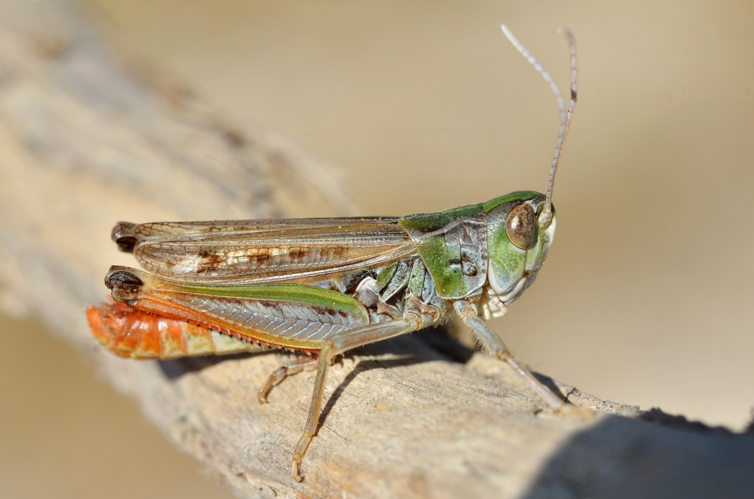 Stenobothrus nigromaculatus male.jpg © Gilles San Martin