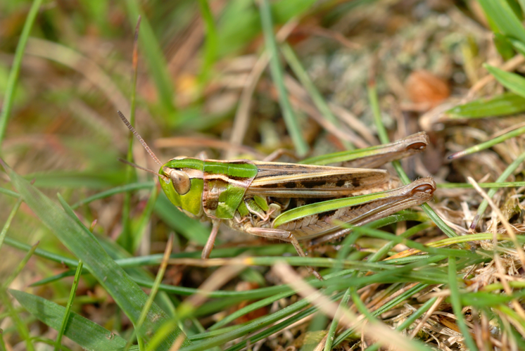 Stenobothrus stigmaticus female.jpg © Gilles San Martin