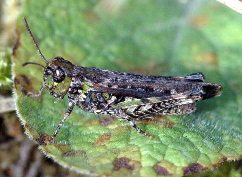 Myrmeleotettix.maculatus.jpg © James K. Lindsey