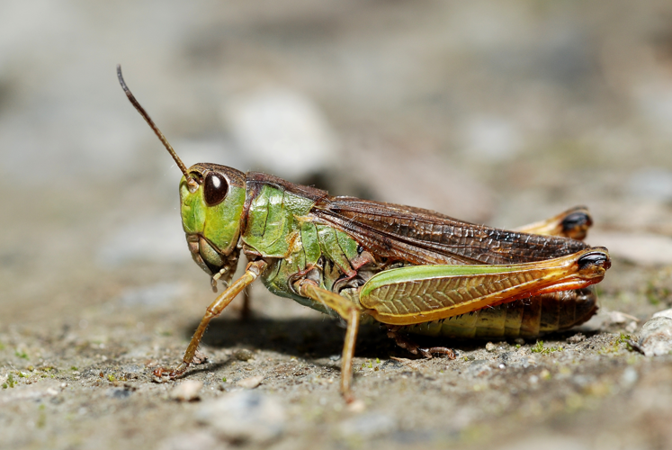 Stauroderus scalaris female (3788651564).jpg © Gilles San Martin from Namur, Belgium