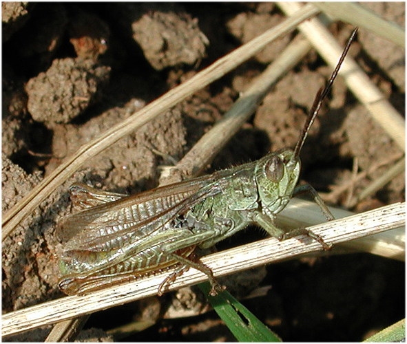 Chorthippus apricarius m 11519.jpg © G.-U. Tolkiehn