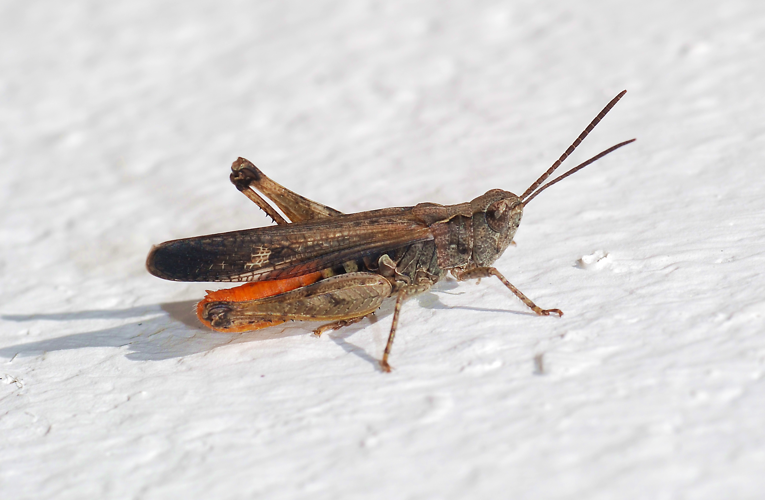 Grasshopper April 2008-3.jpg © Alvesgaspar