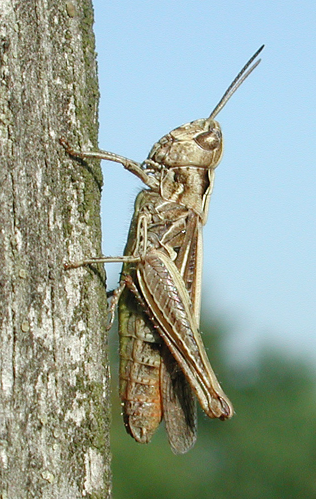 Chorthippus biguttulus f 8835.jpg © G.-U. Tolkiehn