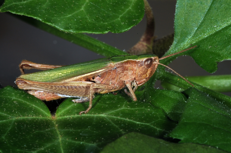 Mombach fg14.jpg © Fritz Geller-Grimm