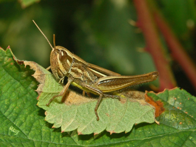 Acrididae - Euchorthippus declivus.JPG © Hectonichus