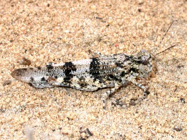 S caerulans-W.jpg © doc. dr. Eduardas Budrys