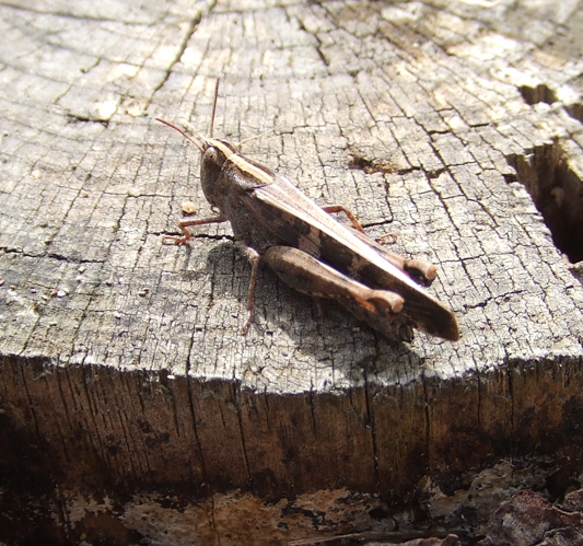 Aiolopus strepens (2).JPG © Philipp Weigell