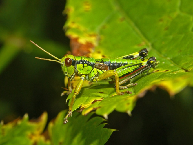 Acrididae - Miramella alpina.JPG © Hectonichus