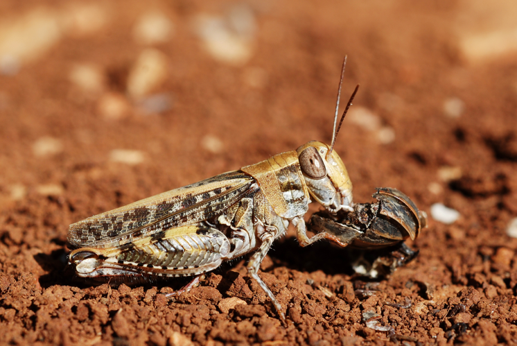 Calliptamus cfr barbarus female (5011963871).jpg © Gilles San Martin from Namur, Belgium