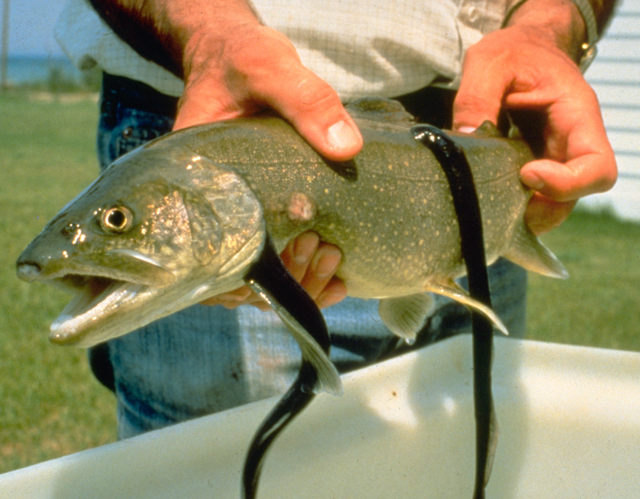 Sea Lamprey fish.jpg © Chiswick Chap
