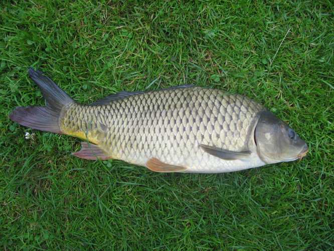 Cyprinus carpio.jpeg © Dezidor