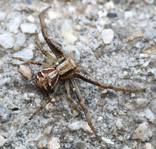 Araña. A Estrada, Galiza. 01.jpg © Lmbuga