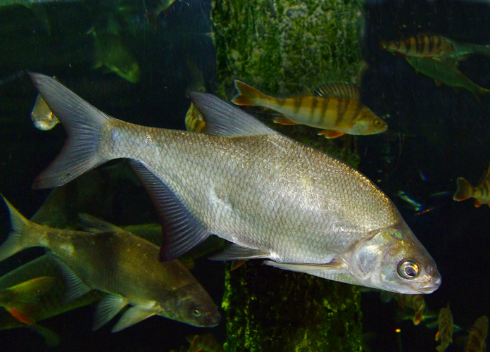 Carp bream.jpg © Микова Наталия