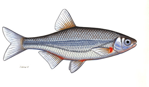 Alburnoides bipunctatus sujtásos küsz.jpg © Zsoldos Márton