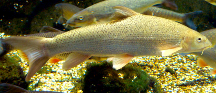 Barbel.jpg © Neil Phillips from uk