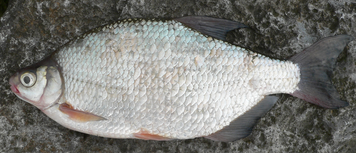 SilverBreamBliccaBjoerknaCropped.JPG © Viridiflavus