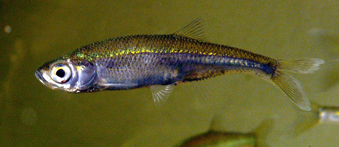 LeucaspiusDelineatusMale.JPG © Viridiflavus