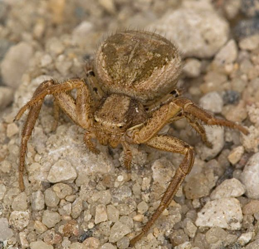 Xysticus kochi female.jpg © Michael Hohner (Mhohner)