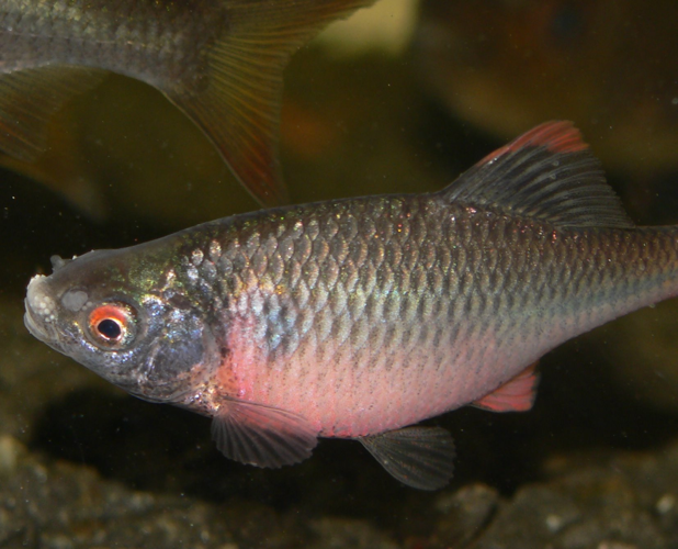 RhodeusSericeusBitterlingMaleSpawingColors.JPG © Viridiflavus