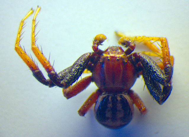 Xysticus erraticus.jpg © Zoologische Staatssammlung Muenchen