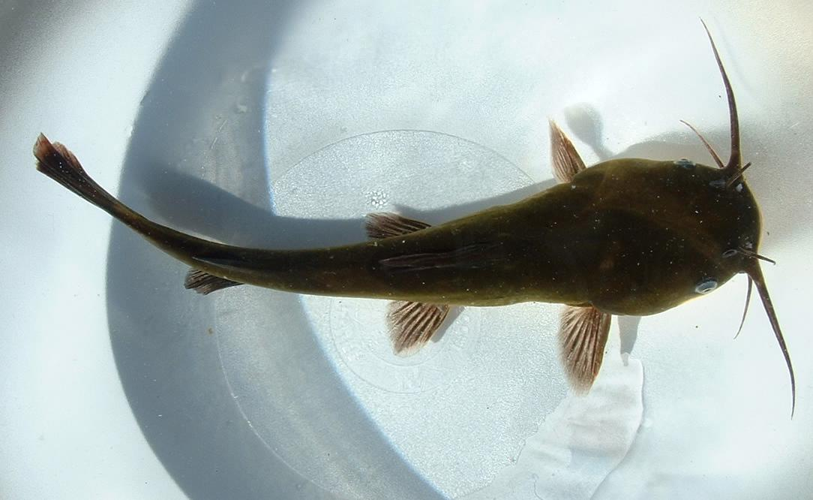 Ictalurus melas01.jpg © Jeffdelonge