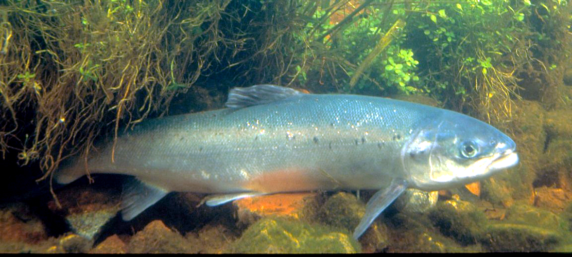 Atlantischer Lachs.jpg © Hartley, William W.