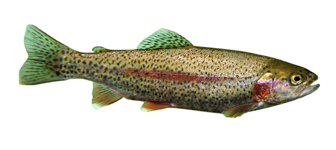 Trout.jpg © Jonathunder