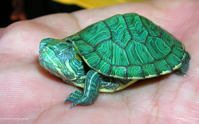 Trachemys Scripta Elegans 02.jpg © Dipaby