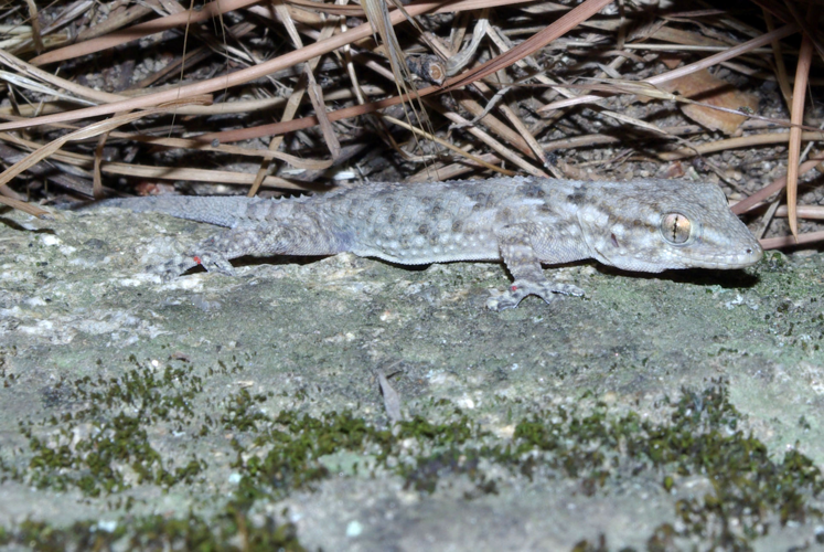 Tarentola mauritanica 01 by-dpc.jpg © David Perez