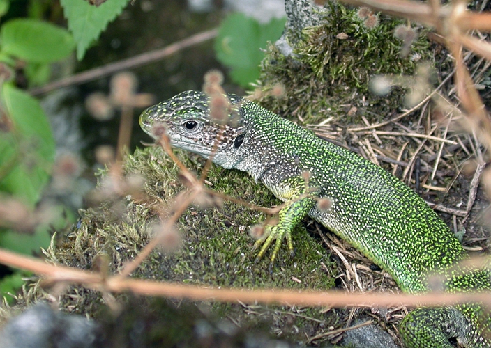 Maggia lacerta viridis viridis fg05.jpg © Fritz Geller-Grimm