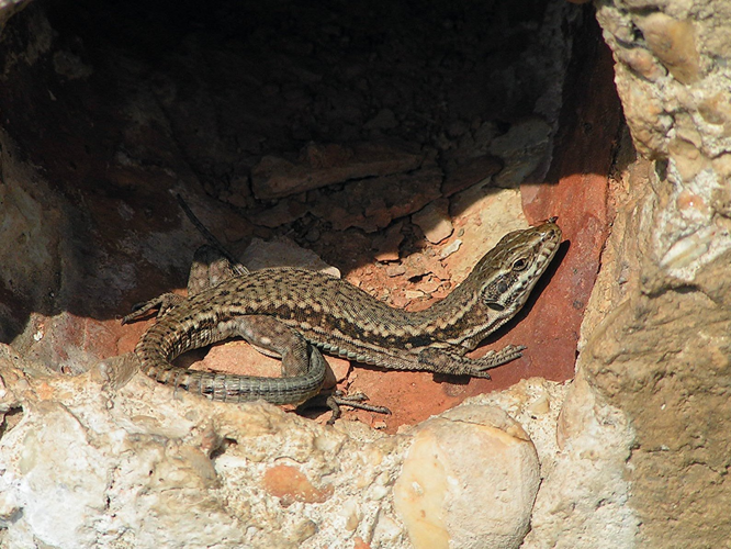 Podarcis muralis01.jpg © Pethan